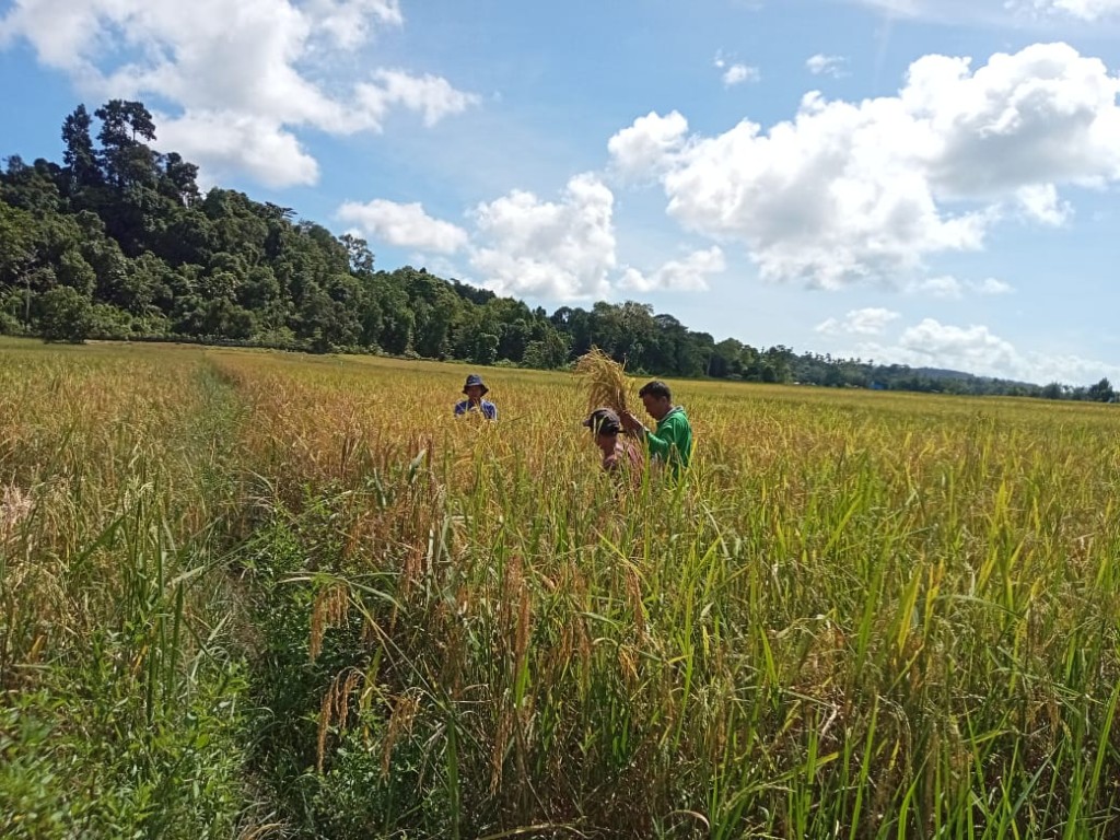 PERTANIAN ADALAH MAKANAN POKOK DI DESA KUTA BARU