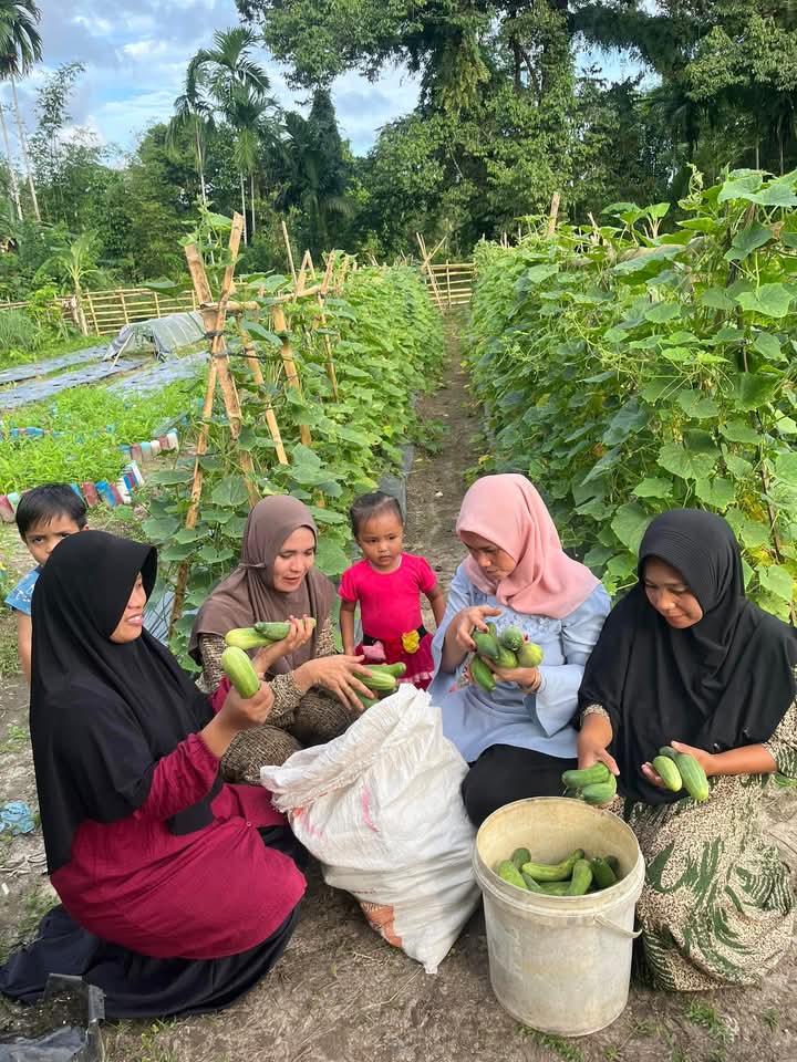 KEBUN PKK DESA KUTA BARU BERUPA TIMUN DAN TERONG